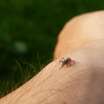 É importante fazer uma busca minuciosa pelo corpo após estar em áreas de risco e remover imediatamente qualquer carrapato encontrado. (Foto: Divulgação)