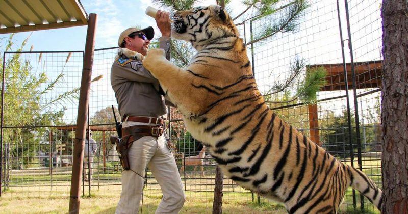 Conheça o mundo fascinante e sinistro da criação de grandes felinos e seus personagens excêntricos. (Foto: Divulgação)