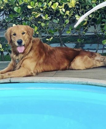 Churros não sobreviveu aos disparos. (Foto: Instagram)