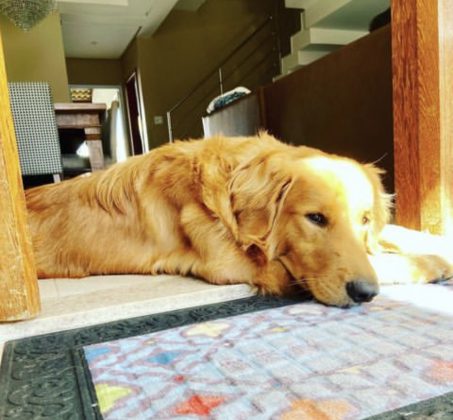 Churros passeava acompanhado dos tutores. (Foto: Instagram)