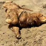 O animal gostava de passear na praia. (Foto: Instagram)