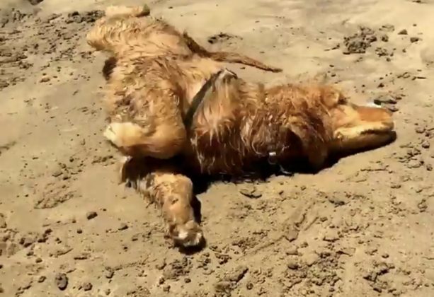 O animal gostava de passear na praia. (Foto: Instagram)