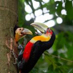 Zoológico de São Paulo: O zoológico abriga uma grande diversidade de animais de todo o mundo, oferecendo uma experiência educativa e emocionante. (Foto: Divulgação)