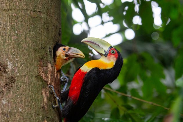 Zoológico de São Paulo: O zoológico abriga uma grande diversidade de animais de todo o mundo, oferecendo uma experiência educativa e emocionante. (Foto: Divulgação)