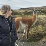 O Guanaco é visto na Patagônia Argentina. (Foto: Instagram)