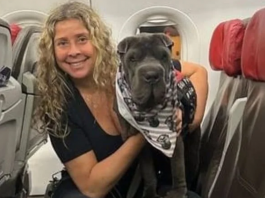 Latam aciona STF para não transportar cão na cabine do avião. (Foto: Instagram)