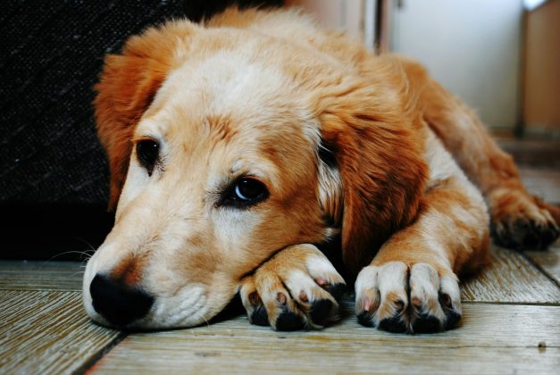 O que gerou a recusa da mulher em devolver o outro animal. (Foto Pexels)