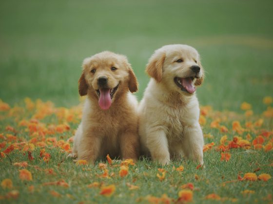 Disputa por guarda compartilhada de cães leva casal à Justiça. (Foto Pexels)