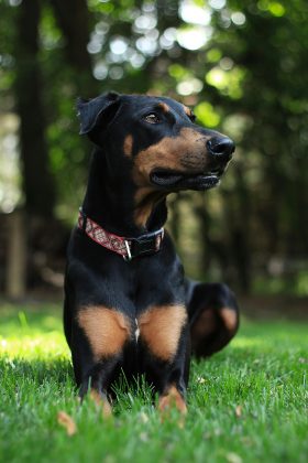 A Desembargadora Relatora ressaltou que, apesar da priorização desse vínculo, a partilha dos animais não se baseia no direito de propriedade, mas sim na busca pelo bem-estar dos animais. (Foto Pexels)