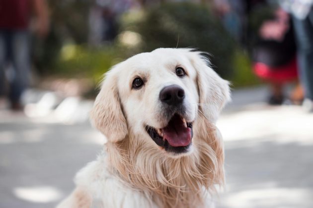 O casal, que já havia firmado um contrato de guarda compartilhada dos cães, viu-se em meio a um impasse quando a mulher teria retido um dos animais após o término do período acordado para sua permanência em sua casa. (Foto Pexels)