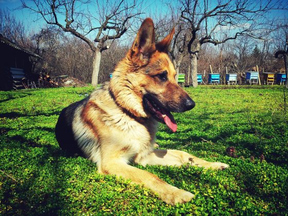 A decisão estabeleceu que cada cão permanecerá na residência do guardião que já exercia seus cuidados. (Foto Pexels)