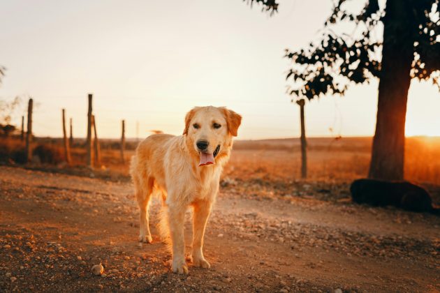 Se aprovado, o projeto será enviado para sanção. (Foto Pexels)