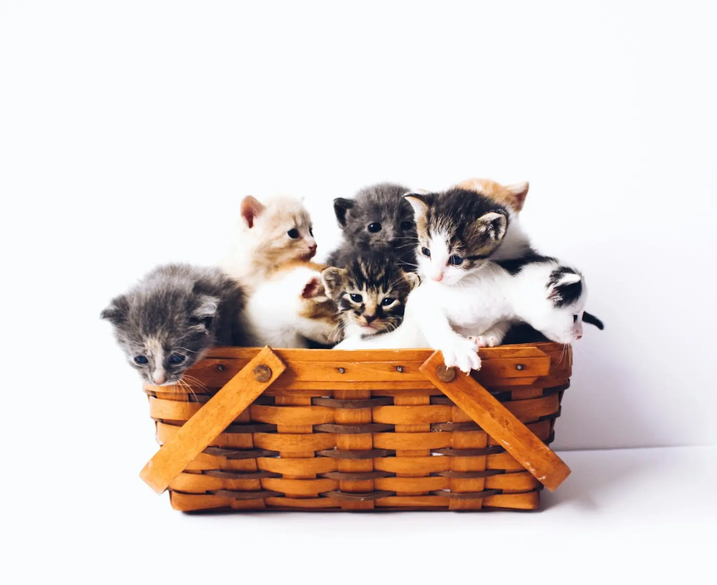 Quem escolhe gatos costuma ser mais curioso e observador (Créditos: Unsplash / The Lucky Neko)