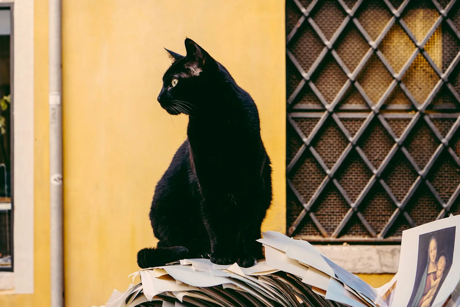 Gatos pretos são carinhosos e companheiros como qualquer outro felino (Créditos: Unsplash / Nathan Riley)