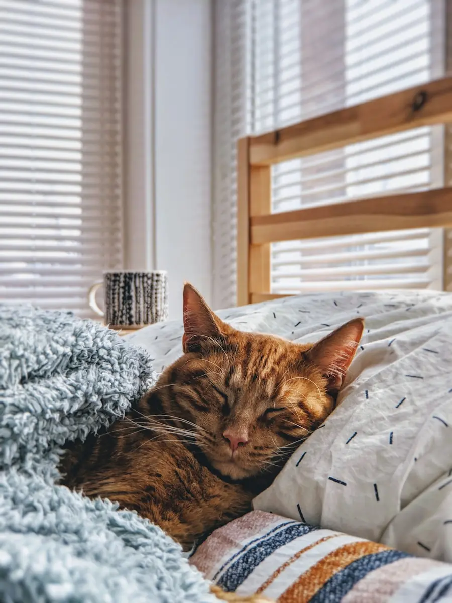 A escolha de um gato pode revelar a preferência por ambientes tranquilos (Créditos: Unsplash /PhilCreates)