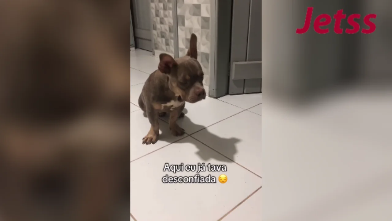 Cachorro traquina bebe cerveja da dona escondido e viraliza