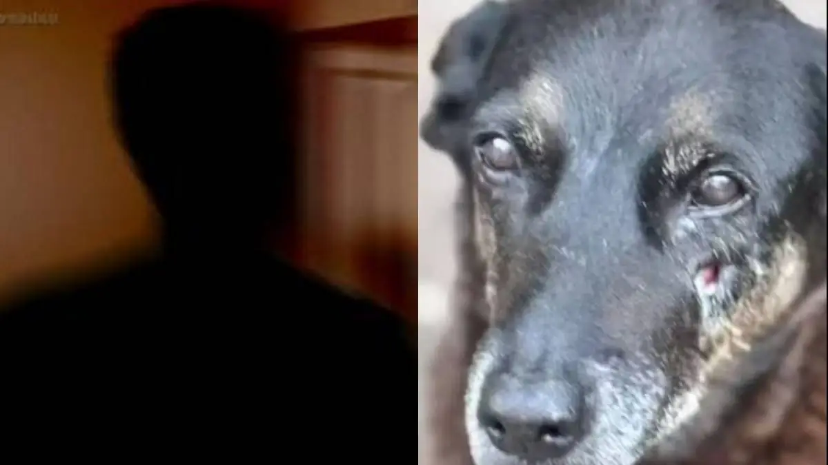 Pai de adolescente acusado fala sobre morte do cão Orelha: "Tem que ser provado" (Foto: Globo)