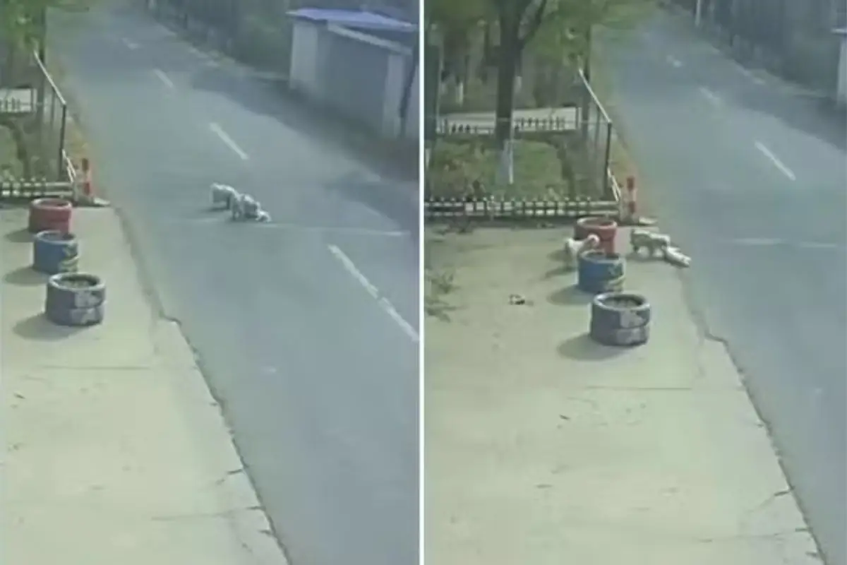 Momento tocante: cães de rua se unem para salvar cachorro atropelado