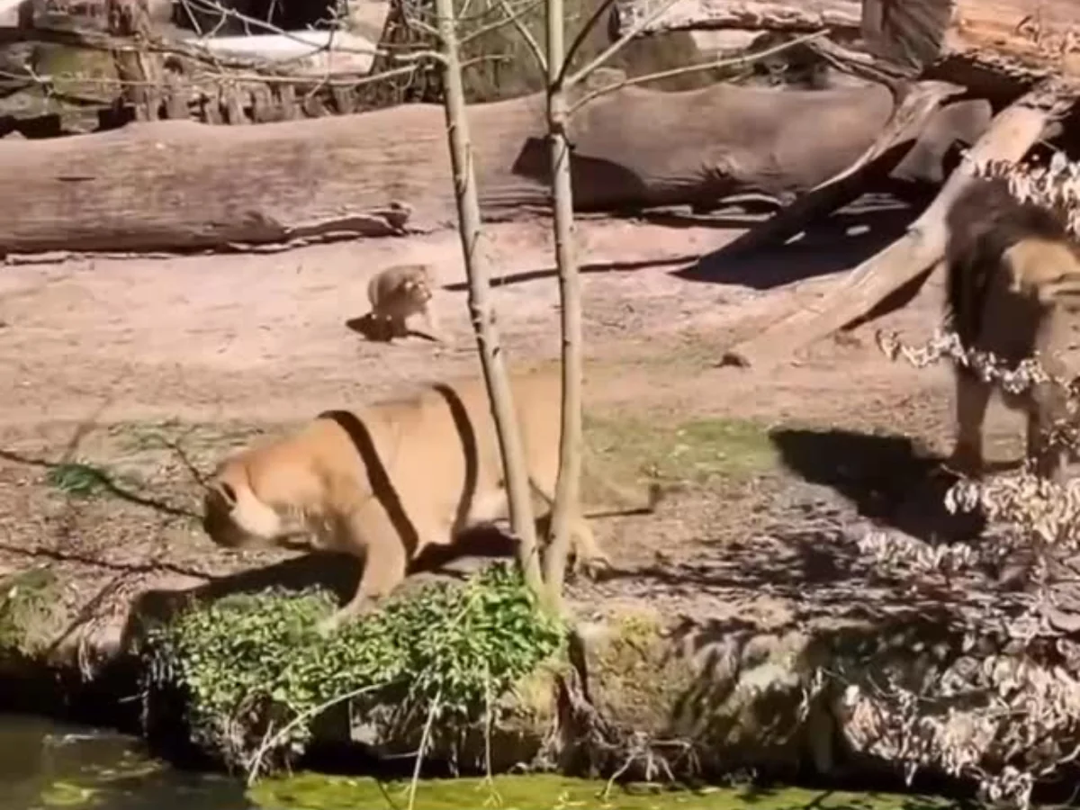 Leoa tenta salvar filhote que caiu em lago, leão intervém e então ela mostra quem manda Leoa tenta salvar filhote que caiu em lago, leão intervém e então ela mostra quem manda