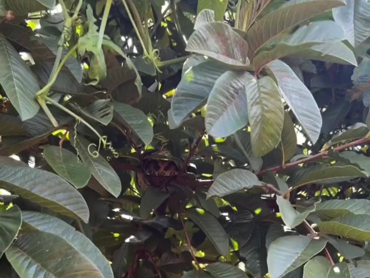 Mulher decide colher goiabas e se depara com uma cobra descansando na goiabeira Mulher decide colher goiabas e se depara com uma cobra descansando na goiabeira