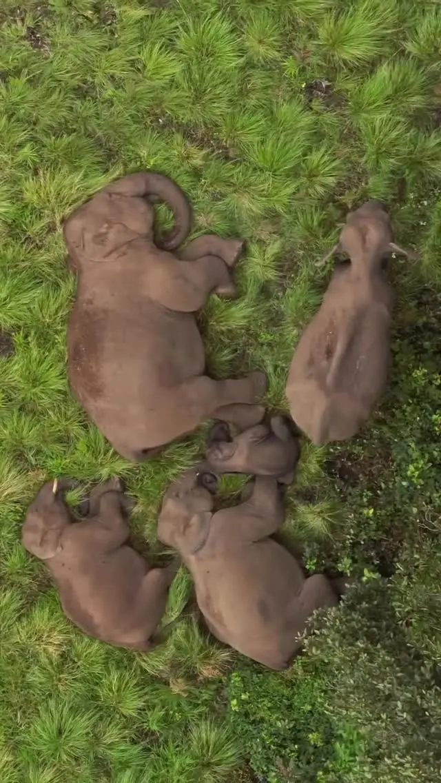 Vídeo encantador mostra família de elefantes tirando uma soneca ao lado da floresta