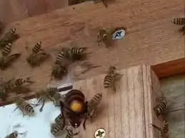 Vespa mata abelha e colmeia reage com ataque mortal