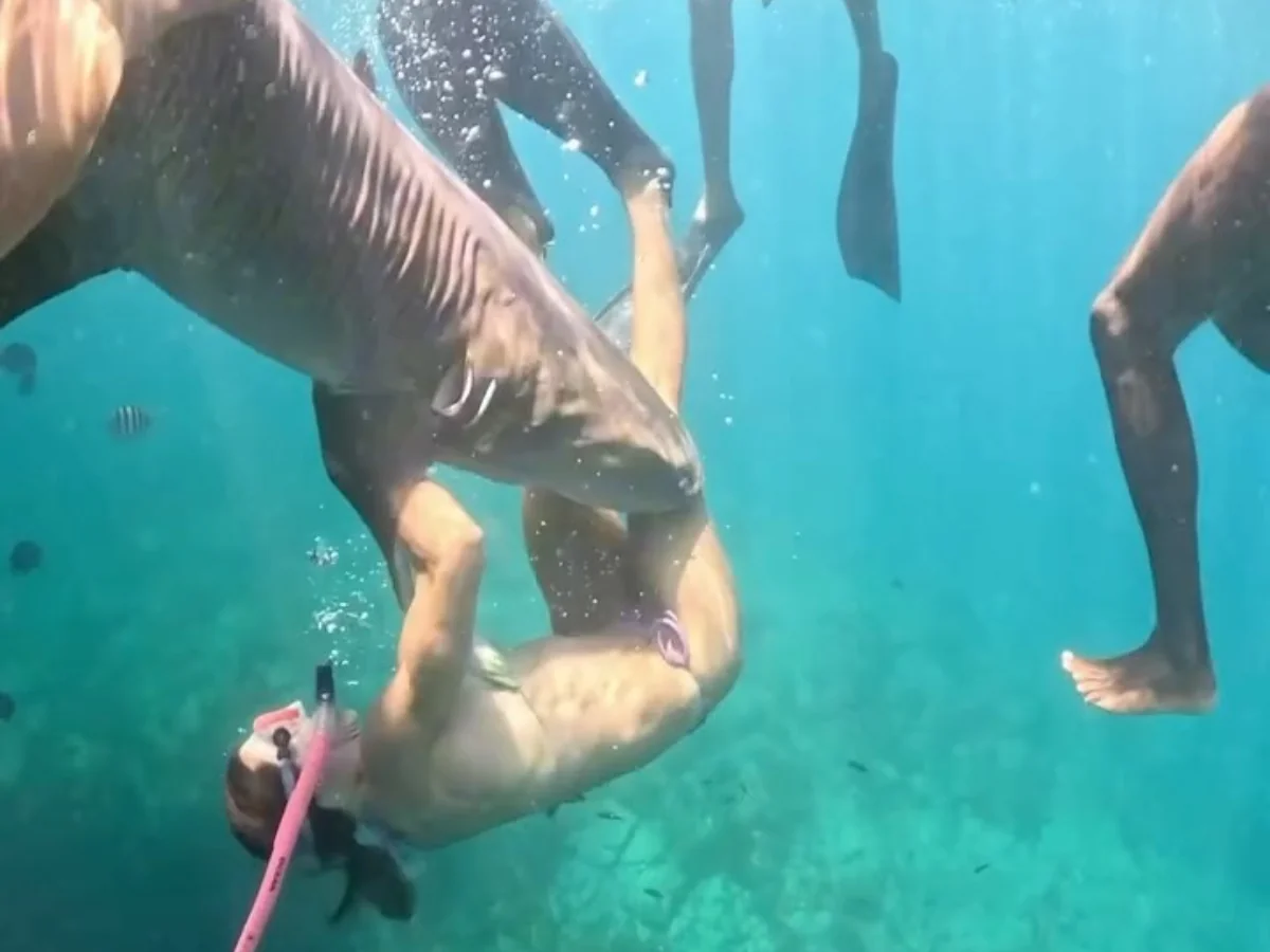 Vídeo revela nova perspectiva de mordida de tubarão em advogada durante mergulho em Fernando de Noronha Vídeo revela nova perspectiva de mordida de tubarão em advogada durante mergulho em Fernando de Noronha