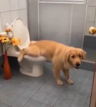 Cachorro faz xixi no vaso sanitário e vídeo chama atenção nas redes sociais
