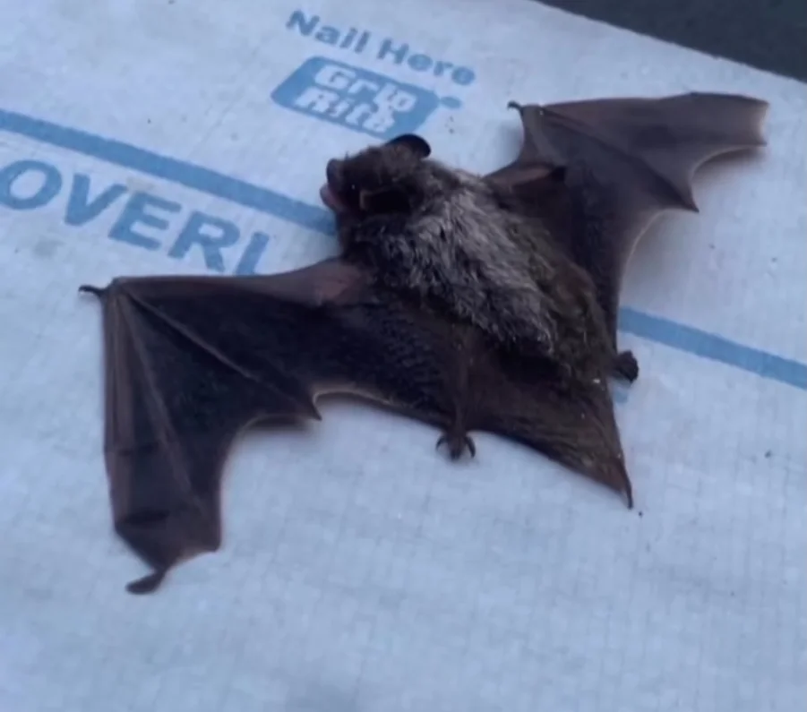 Você sabia? Ondas ultrassônicas emitidas por morcegos podem afetar o foco automático de câmeras