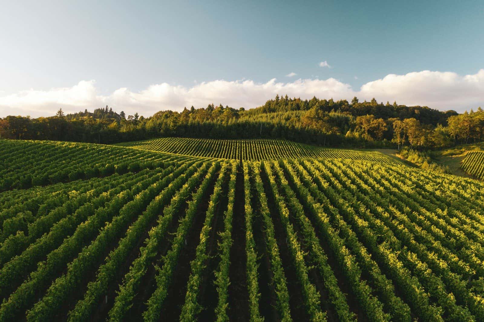 Rows of green grapevines in a vineyard under a warm low sun