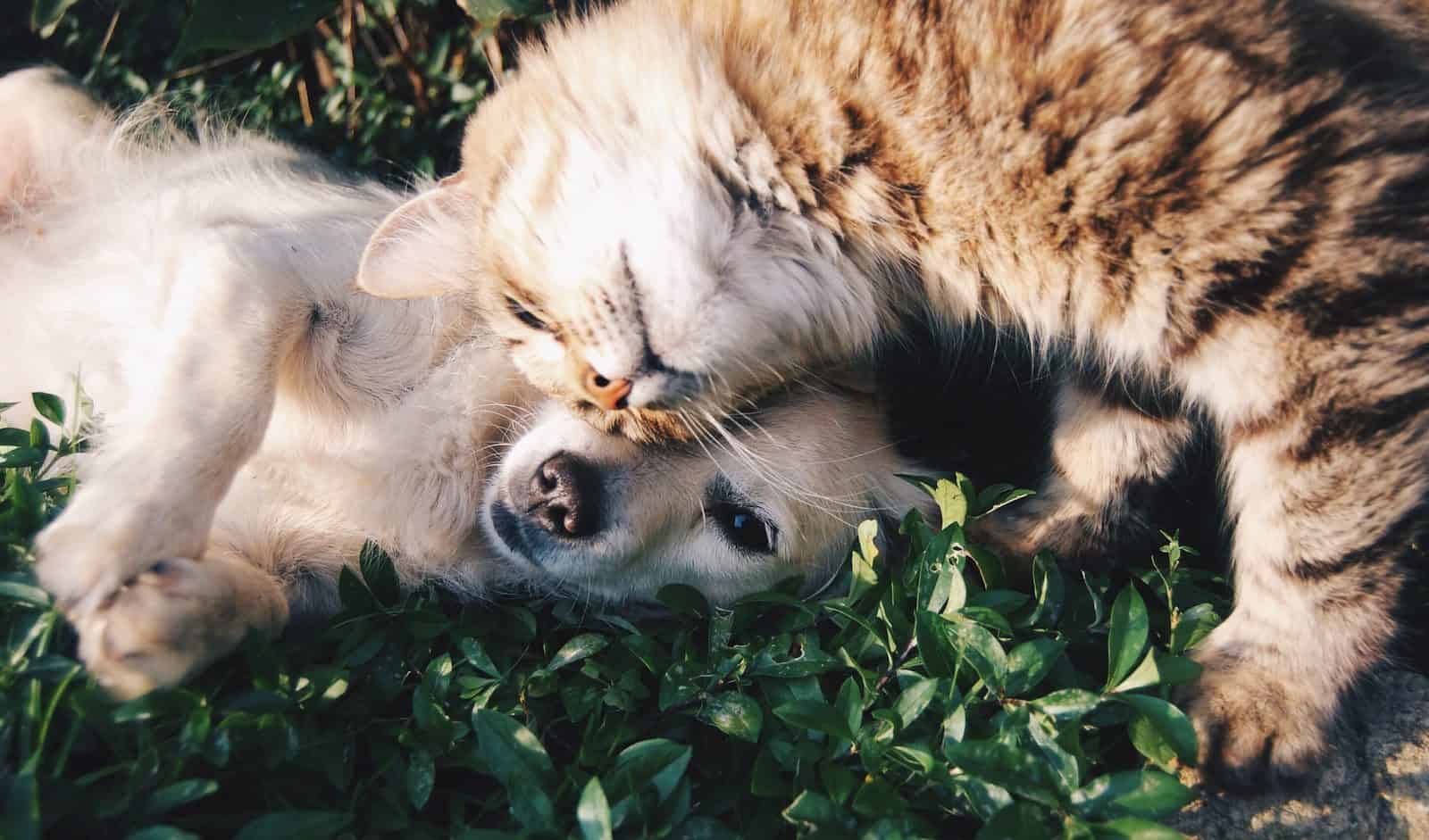 Proposta pode impactar milhões de brasileiros que convivem com animais de estimação. (Créditos: Unsplash / Krista Mangulsone)