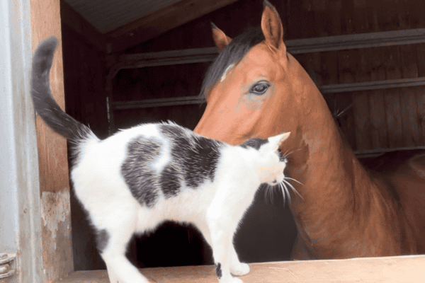 Amizade entre cavalo e gato encanta internautas