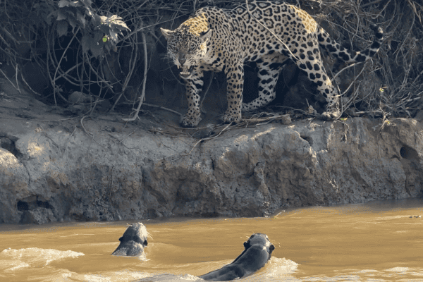 Ariranhas se unem para enfrentar onça-pintada e proteger covil no Pantanal