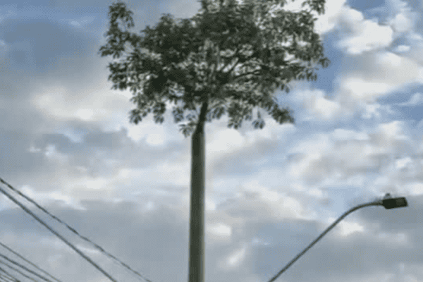 Árvore cresce junto de poste e cena chama atenção no interior de São Paulo