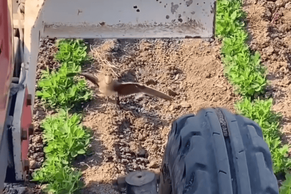 Pássaro protege ovos e faz trabalhador desviar máquina agrícola em lavoura