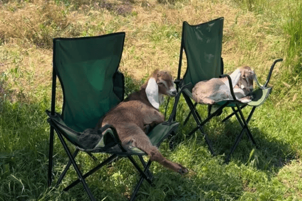 Cabritinhos descansam tranquilamente em cadeiras e cena fofa chama atenção