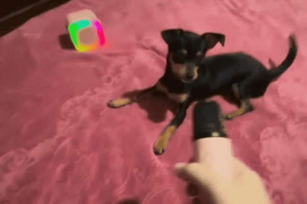 Cachorrinha reage aos próprios latidos em caixa de som e protagoniza cena hilária