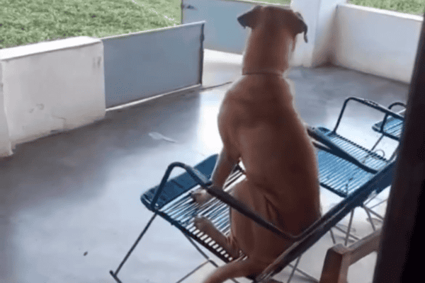 Cachorro aproveita cadeira de balanço para relaxar e cena viraliza nas redes sociais