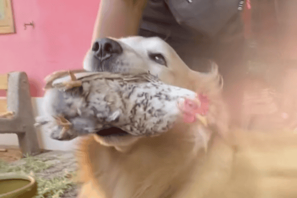 Cachorro carrega sua amiga galinha na boca para mostrar ao moço do gás e vídeo viraliza