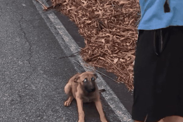Cão de rua acompanha corredores por 28 km e desfecho emociona