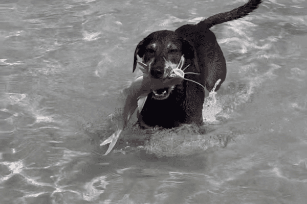 Cachorro surpreende ao sair do mar carregando peixe na boca em Maragogi