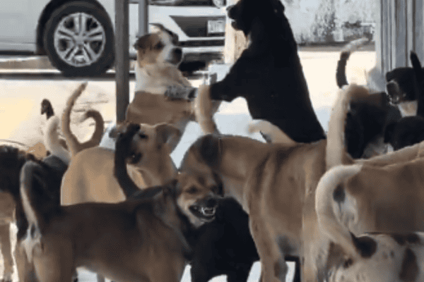 Cachorros parecem discutir durante ‘reunião’ e vídeo viraliza
