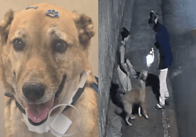 Cachorro Caramelo ganhou destaque após um ato de coragem durante um assalto. (Créditos: Reprodução)