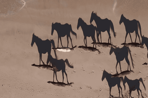 Cavalos correm pela areia e formam silhuetas perfeitas ao nascer do dia