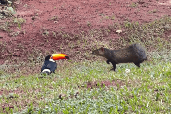 Cotia ataca tucano ferido em cena rara registrada em parque de Campo Grande