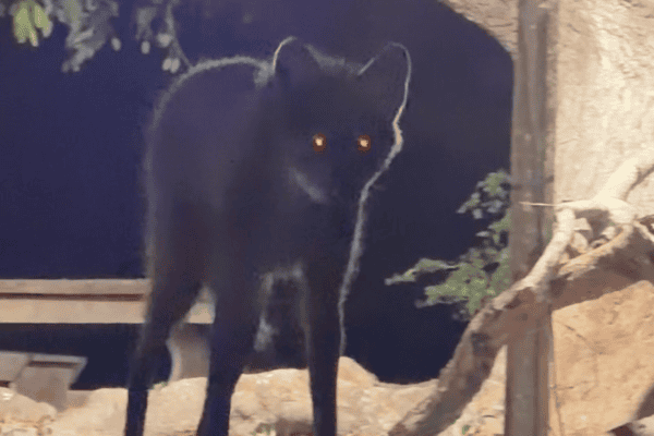 Documentarista registra encontro inesperado com loba-guará