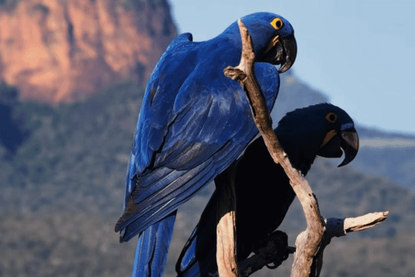 Duas araras-azuis são flagradas em cenário deslumbrante no Mato Grosso do Sul