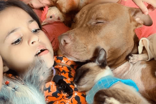 Encantadora de animais: garotinha faz bichos dormirem enquanto canta e cena impressiona
