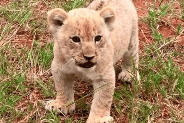 Filhote de leão tenta mostrar sua “braveza”, mas rugido sai baixinho e cena encanta