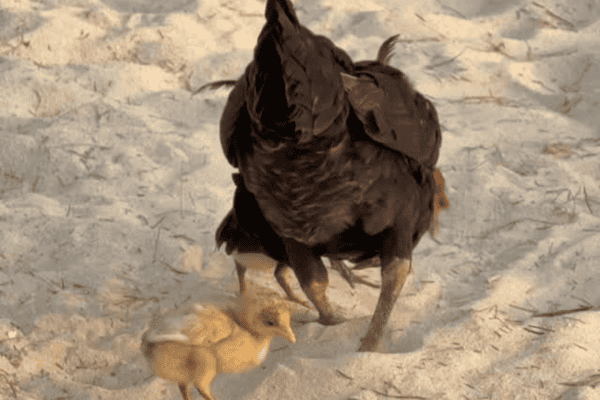 Galinha derruba o próprio filhote com uma rasteira e cena viraliza